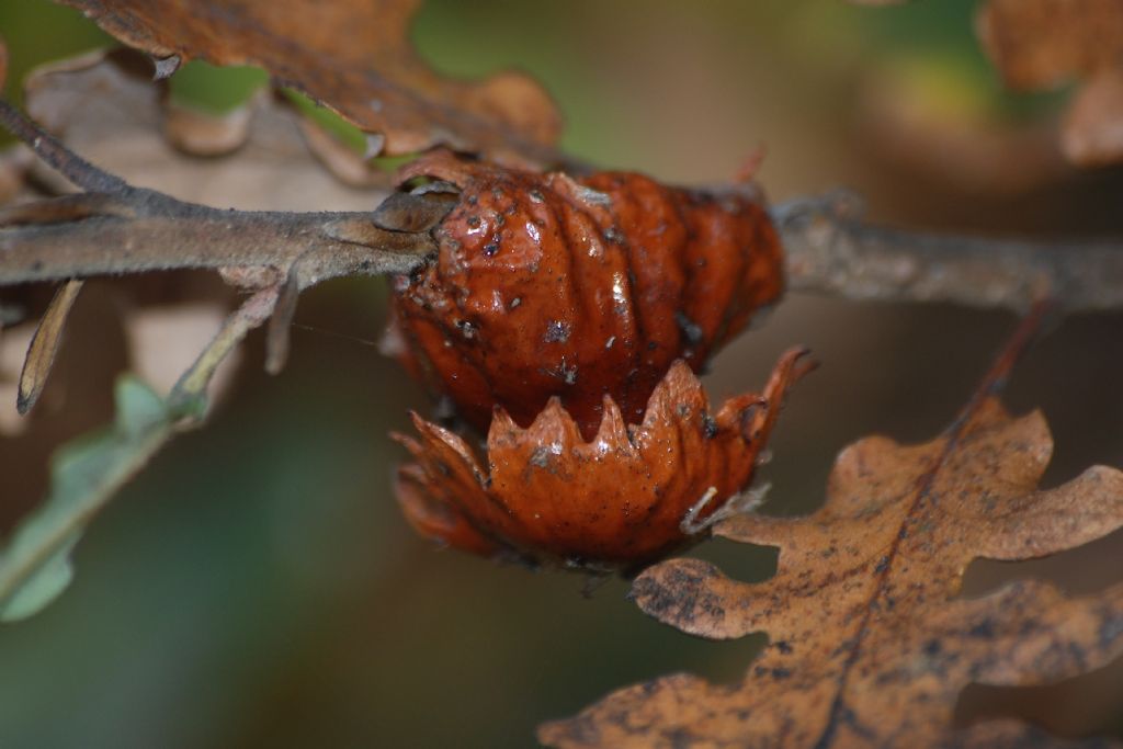 Galla di Andricus dentimitratus